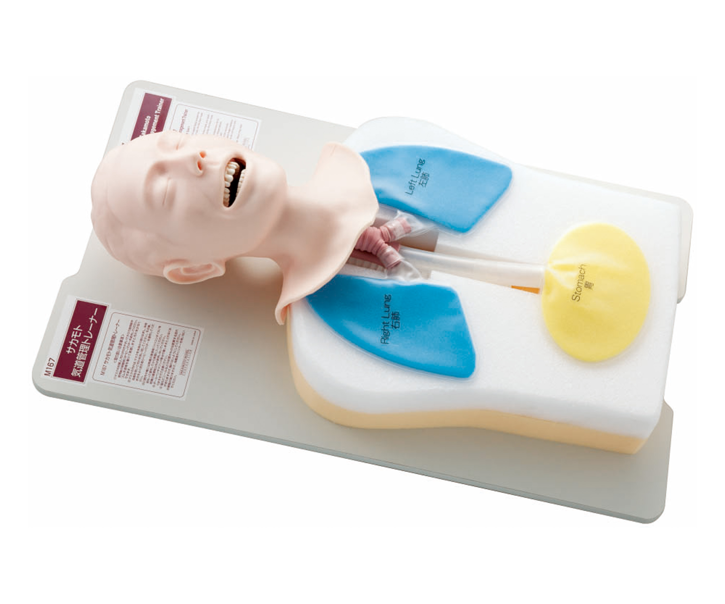 Airway Management Trainer, Light