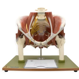Model of the Female Pelvis without Internal Organs