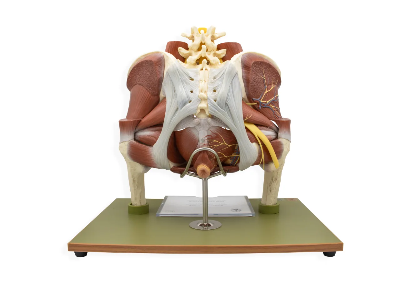 Model of the Female Pelvis without Internal Organs