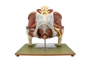 Model of the Female Pelvis without Internal Organs