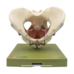 Model of the Female Pelvic Floor