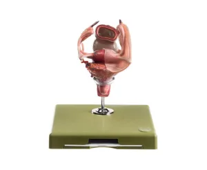 Female Genitals