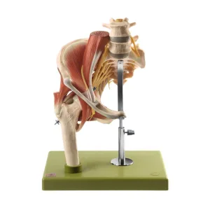 Model of the Right Hip with Muscles and Nerves