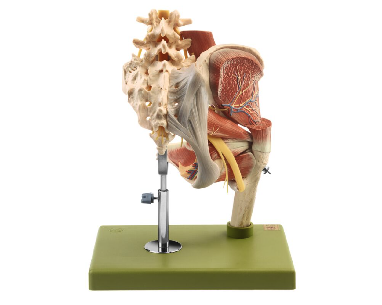 Model of the Right Hip with Muscles and Nerves