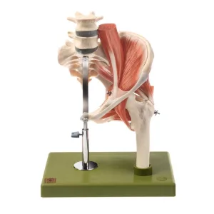 Model of the Left Hip with Muscles