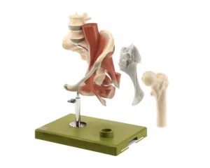 Model of the Left Hip with Muscles