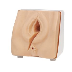 Episiotomy Suturing/Perineal Repair Trainer