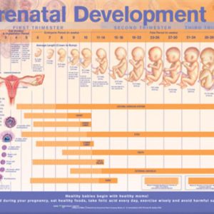 Prenatal Development