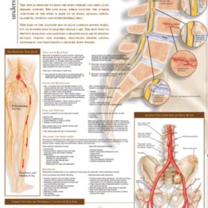 Understanding Low Back Pain Chart