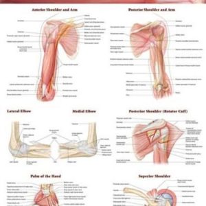 Joints of the Upper Extremities