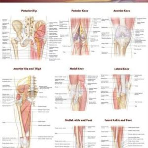 Joints of the Lower Extremities