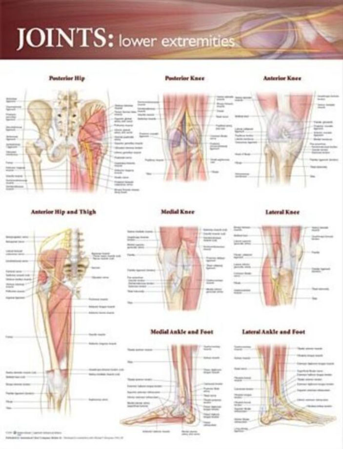 Joints of the Lower Extremities