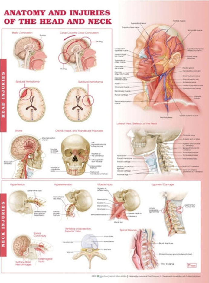 Anatomy and Injuries of the Head and Neck