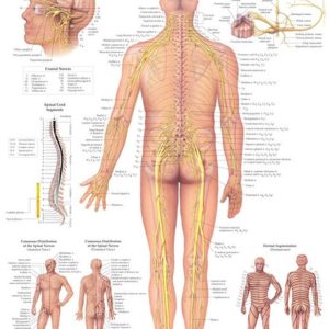 The Spinal Nerves Chart