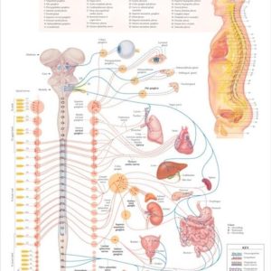 The Autonomic Nervous System Chart