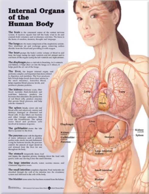 Internal Organs of the Body Chart