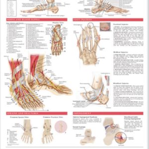 Anatomy and Injuries of the Foot and Ankle Chart