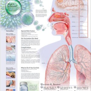 Understanding Influenza Chart