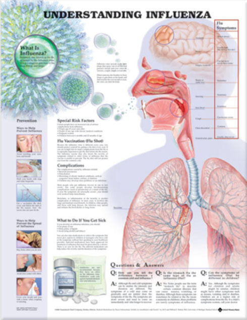 Understanding Influenza Chart