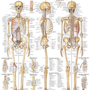 The Skeletal System Chart