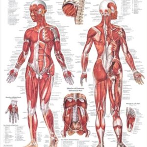 The Female Muscular System Chart