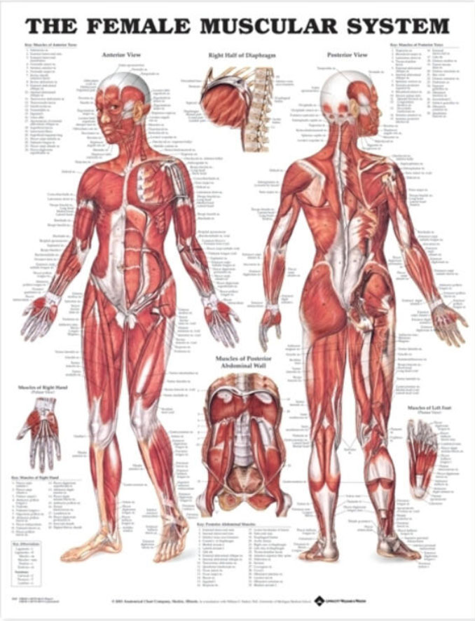 The Female Muscular System Chart