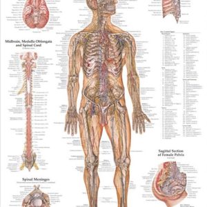 The Nervous System Chart