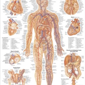 The Vascular System and Viscera Chart