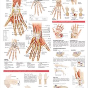 Anatomy and Injuries of the Hand & Wrist