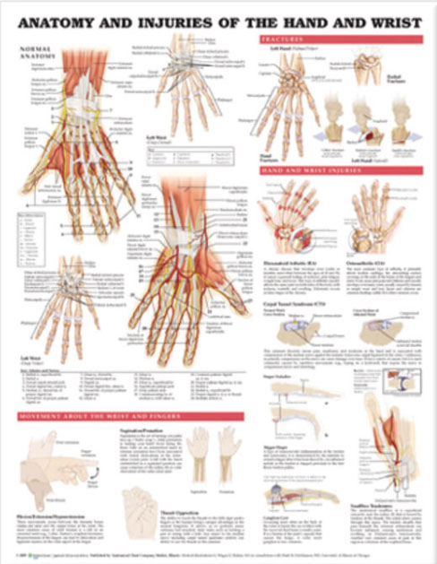 Anatomy and Injuries of the Hand & Wrist