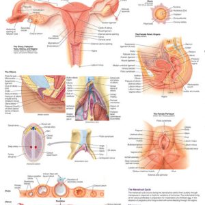 Female Reproductive System Chart