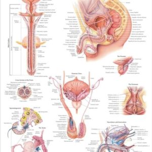 Male Reproductive System Chart