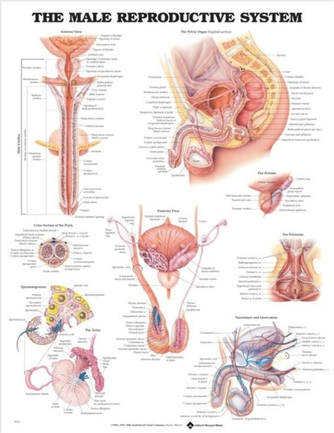 Male Reproductive System Chart