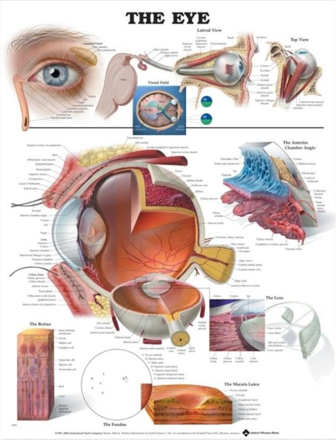 The Eye Chart