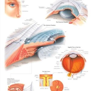 The Eye Anterior and Posterior Chambers Chart