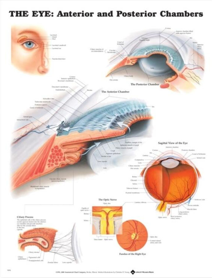 The Eye Anterior and Posterior Chambers Chart