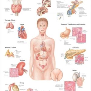 The Endocrine System Chart