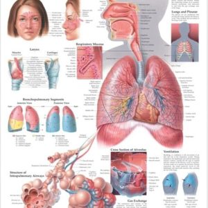 The Respiratory System Chart