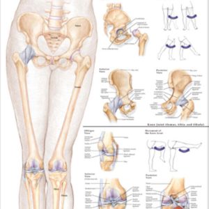 Hip and Knee Chart
