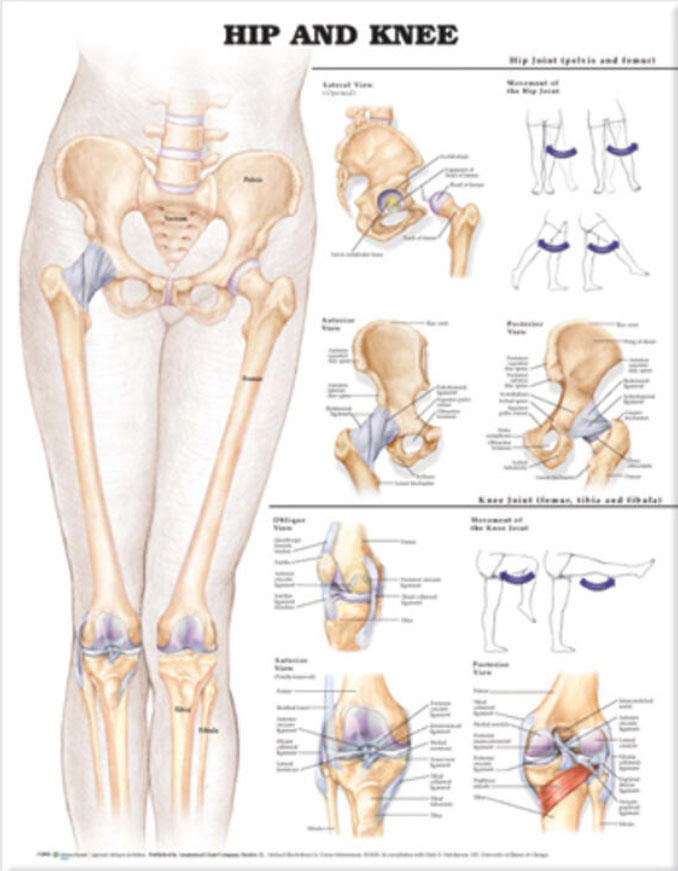 Hip and Knee Chart