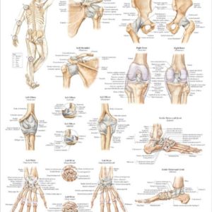 Ligaments of the Joints Chart