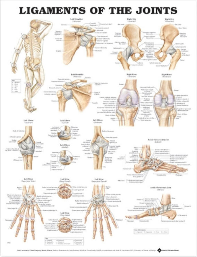 Ligaments of the Joints Chart