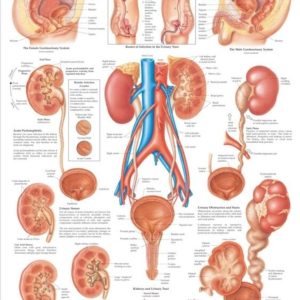 The Urinary Tract Chart