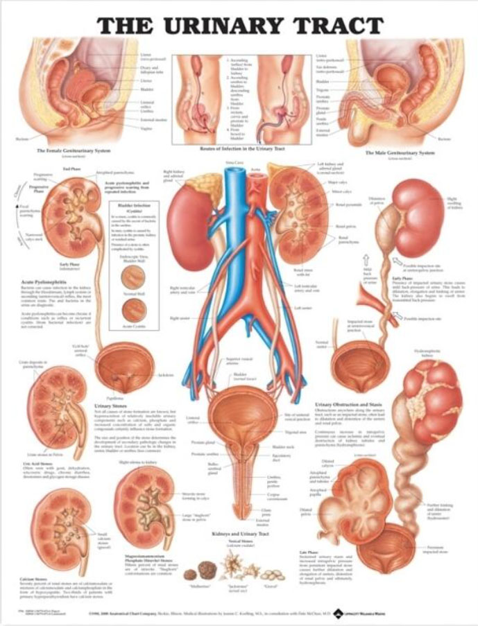 The Urinary Tract Chart