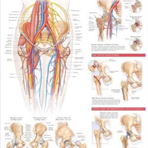 Anatomy and Injuries of the Hip Chart