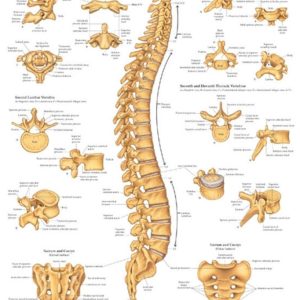 The Vertebral Column Chart