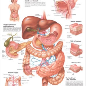 The Digestive System Chart