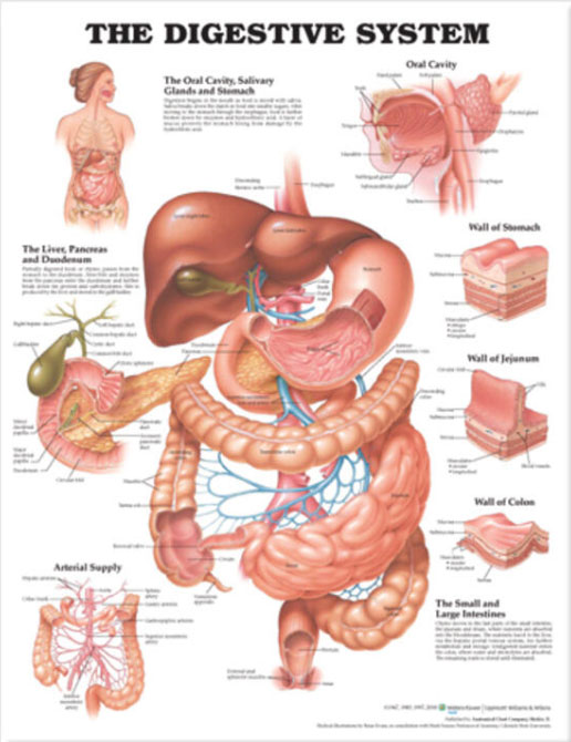 The Digestive System Chart