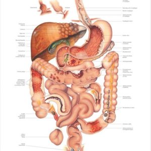 Diseases of Digestive System Chart