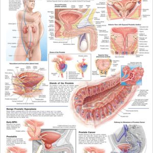 The Prostate Chart